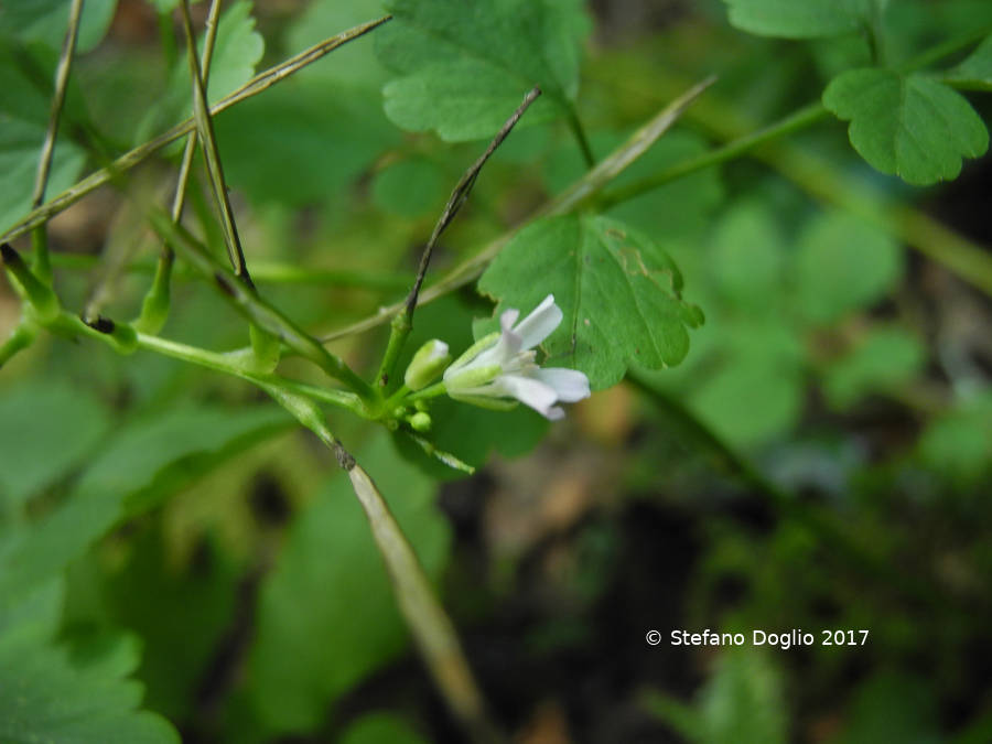 Cardamine chelidonia